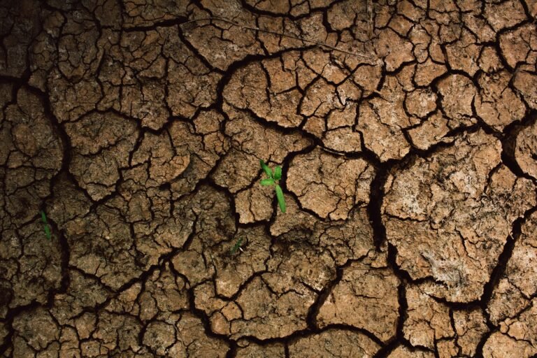 campo agricola seco debido a la sequía con planta en medio