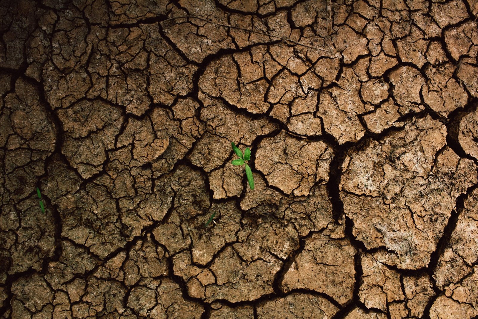 campo agricola seco debido a la sequía con planta en medio