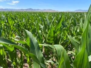 increible parcela de maíz