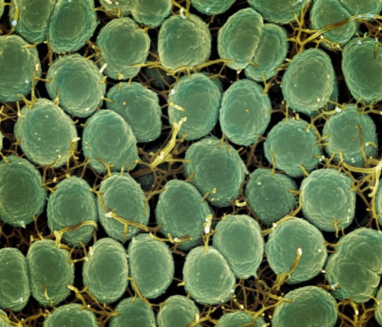foto de microognaismos verdes
